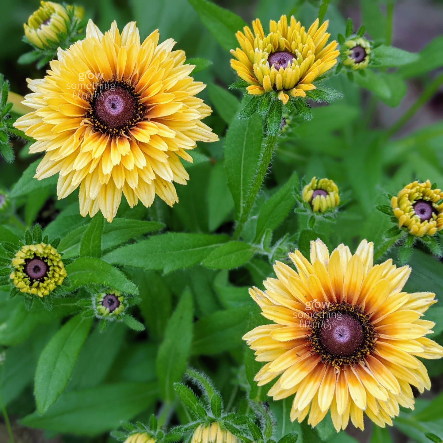 Rudbeckia Sahara
