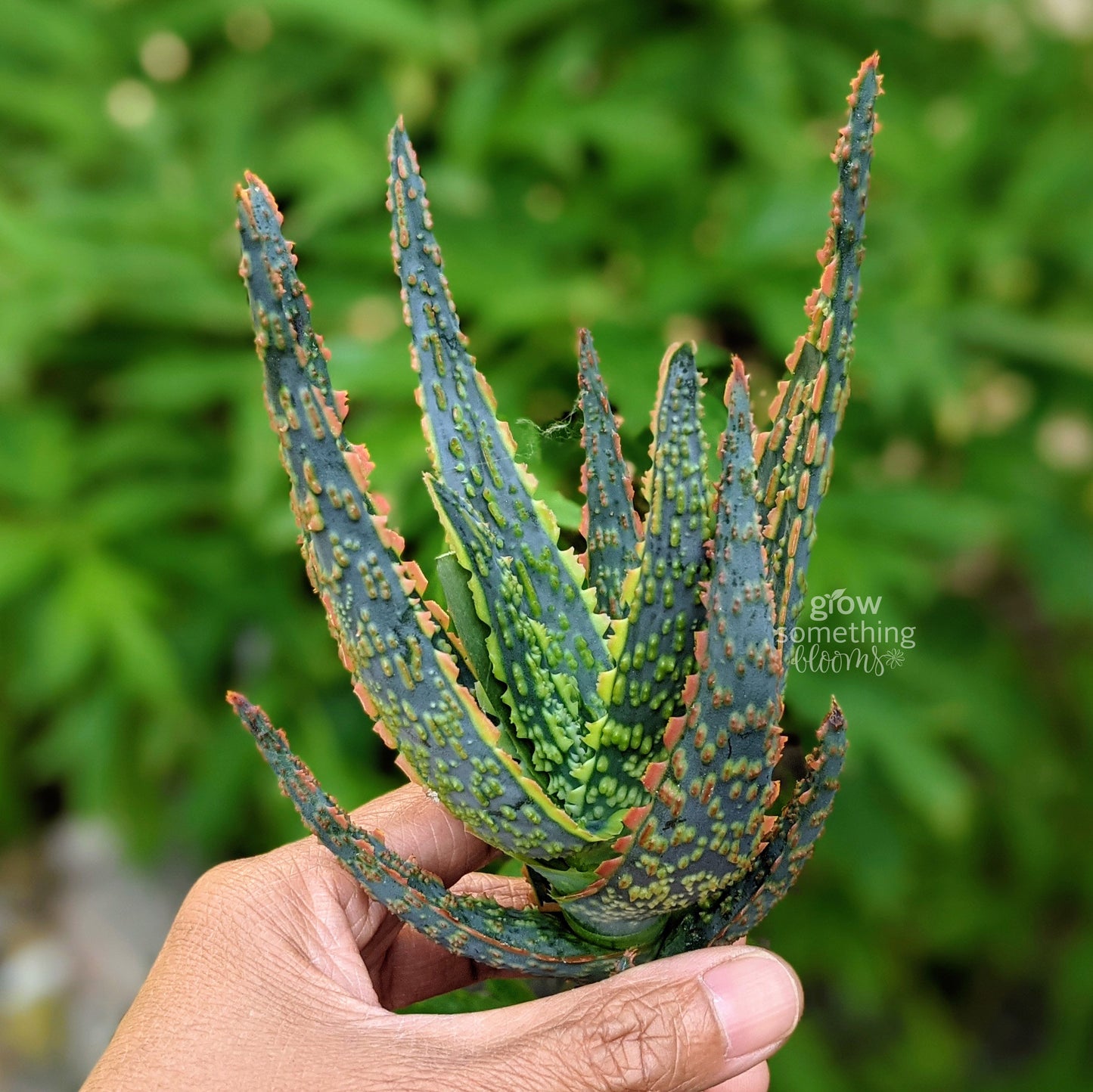 A close-up of a hand holding an Aloe DZ with thick, fleshy leaves with yellow and orange teeth, set against a blurred green outdoor background.