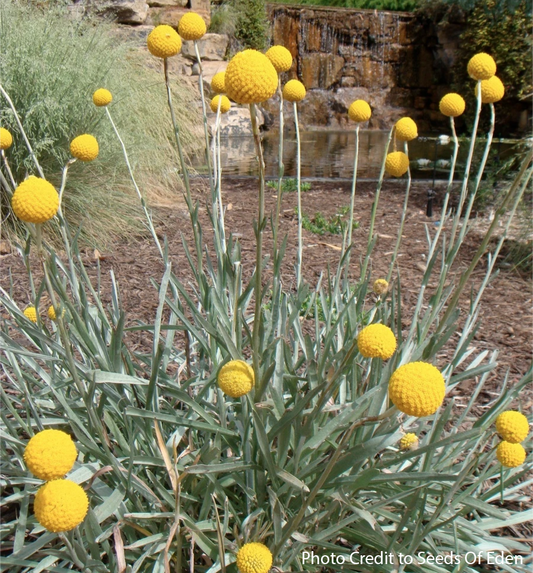 Craspedia – Billy Balls aka Billy Buttons