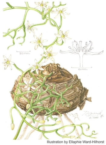 Bowiea Gariepensis aka Climbing Onion