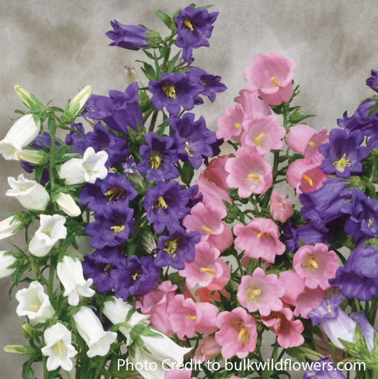 Canterbury Bells aka Campanula Medium