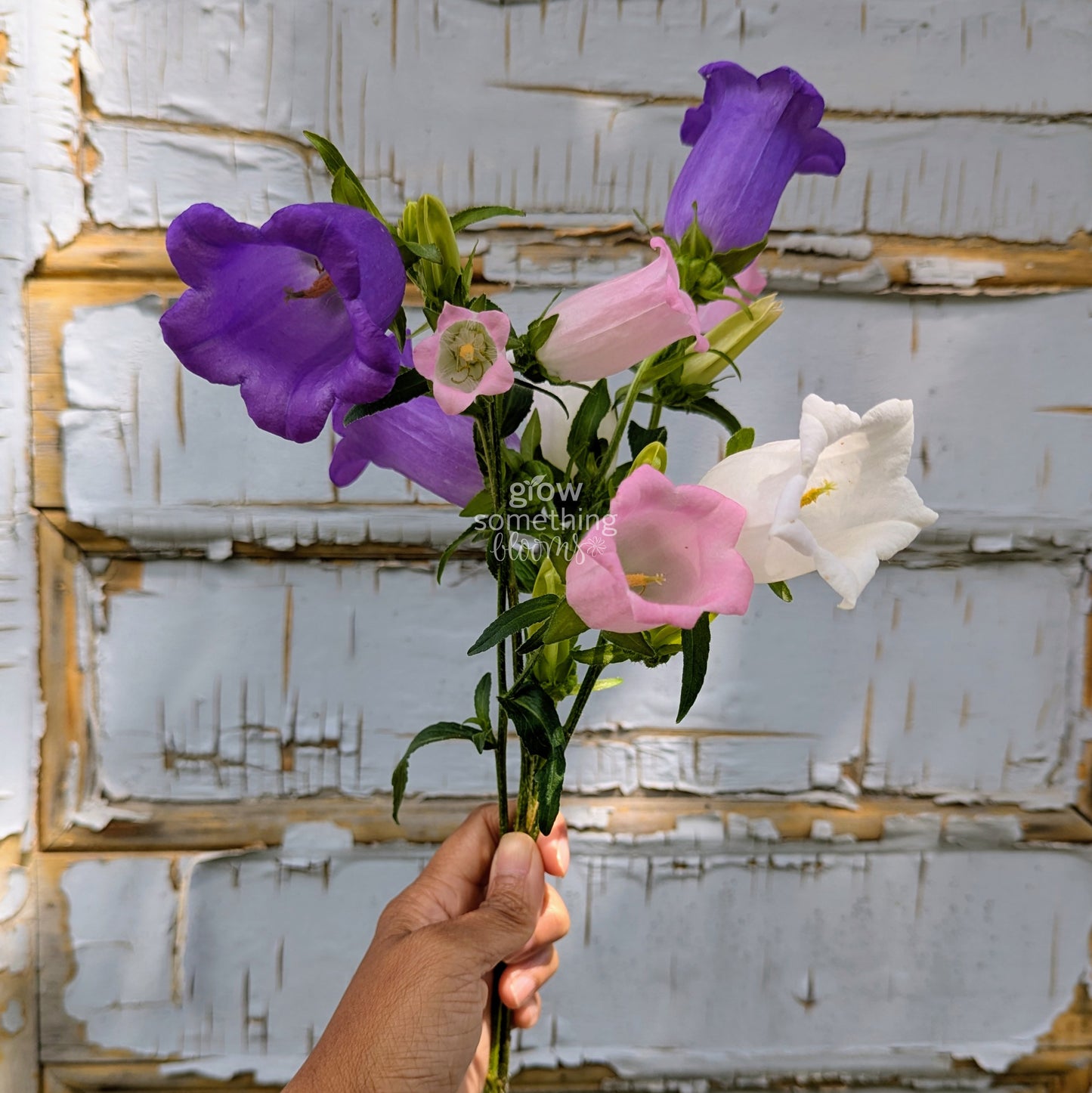 Campanula Medium aka Canterbury Bells