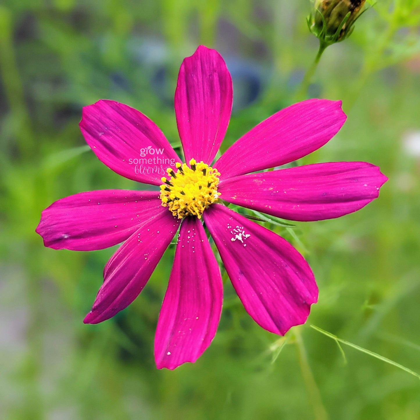 Cosmo