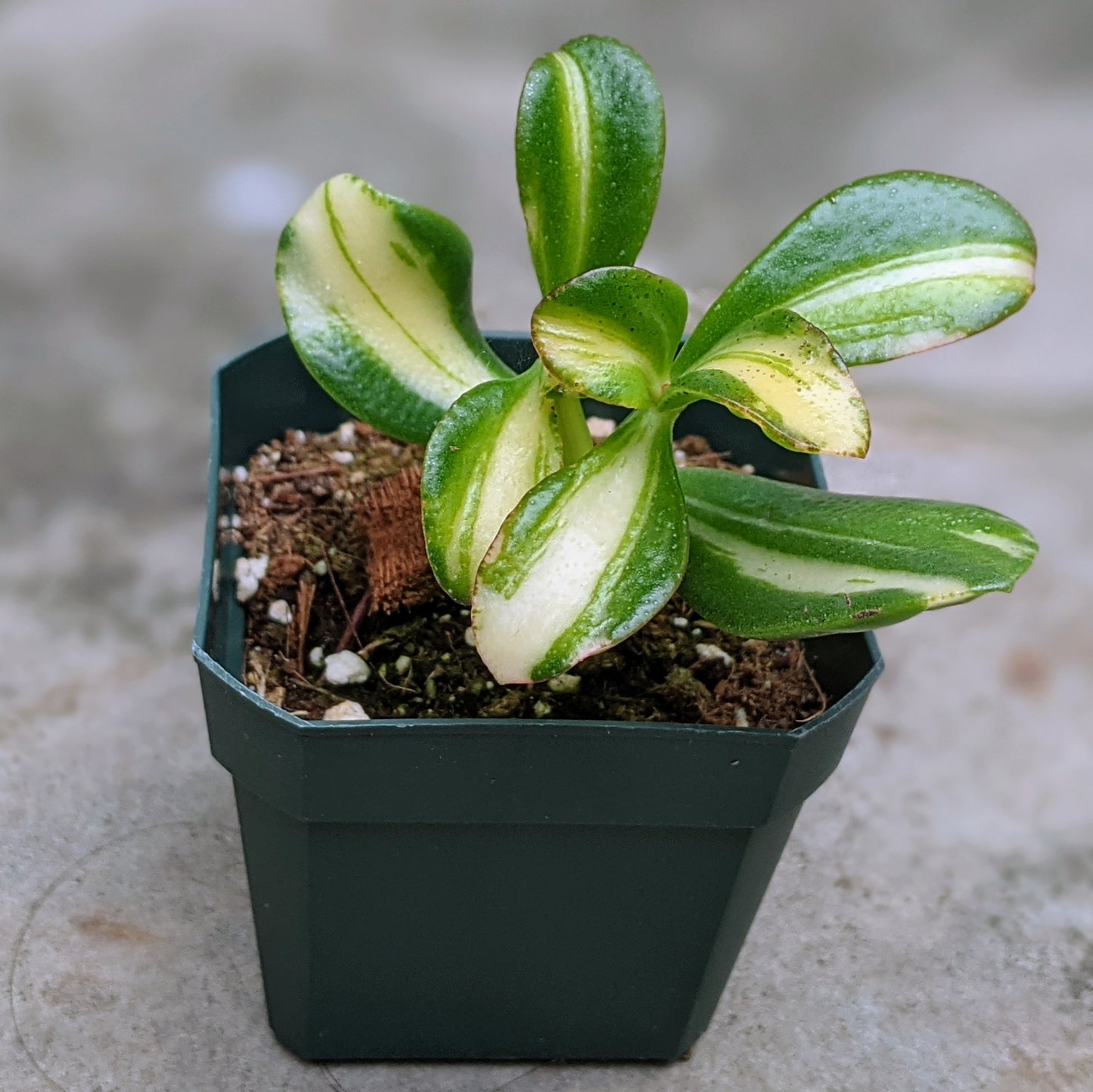 Crassula Ovata 'Mikaeri Bijin' (Return of Beauty) in a 2.5" pot, showcasing its vibrant variegated leaves with a compact and symmetrical growth pattern. Perfect for small indoor spaces or succulent collections.