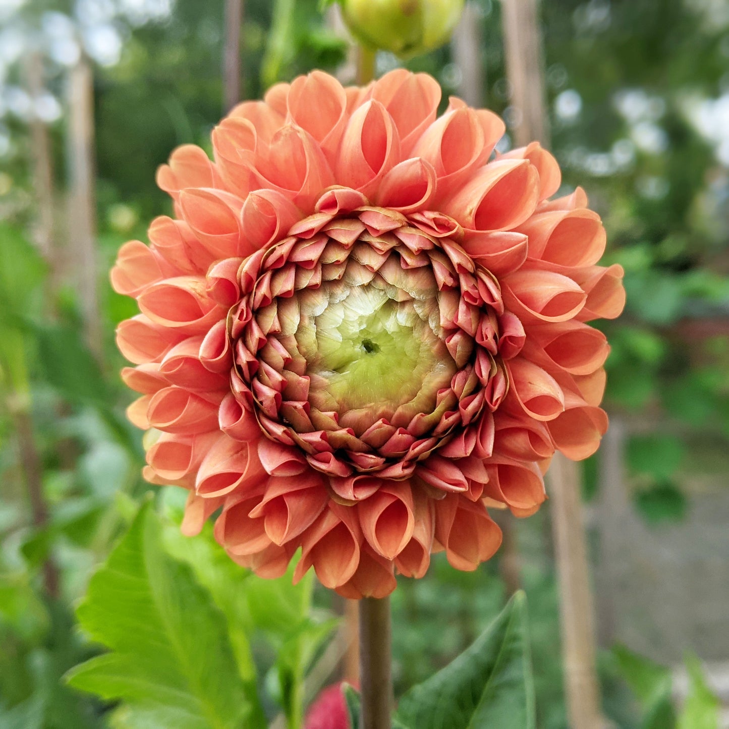 Dahlia ‘Cornel Bronze’