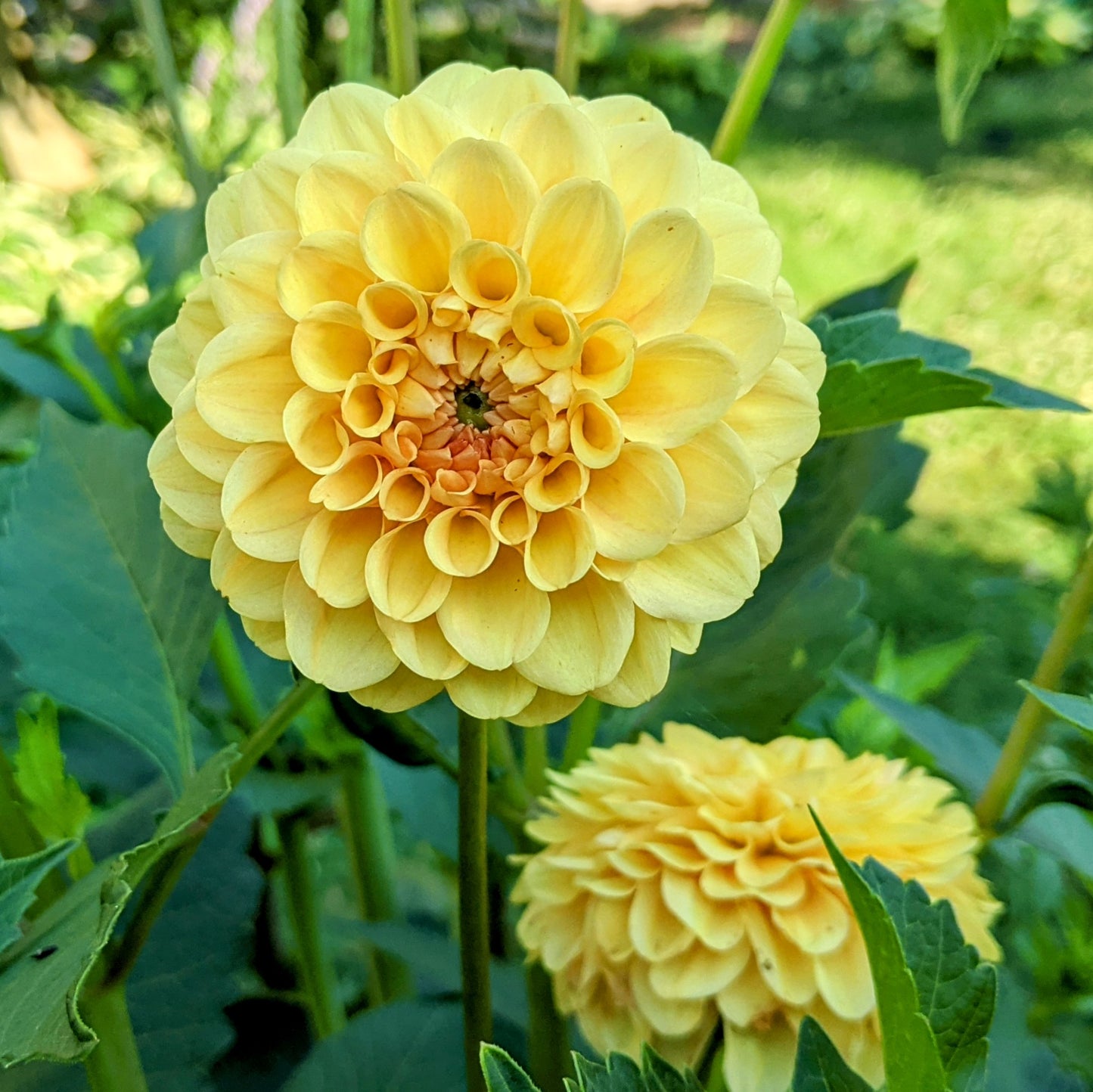 Dahlia Golden Sceptre