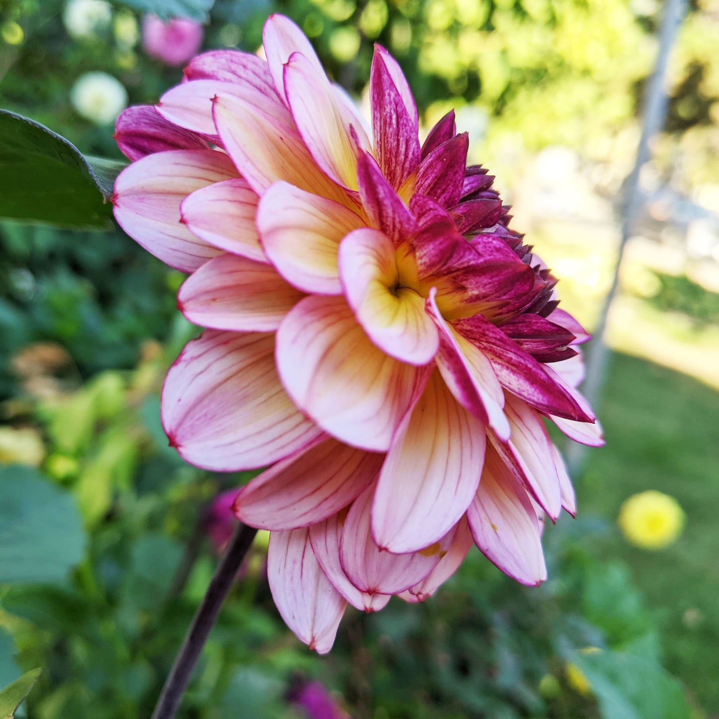 Dahlia Muchacha