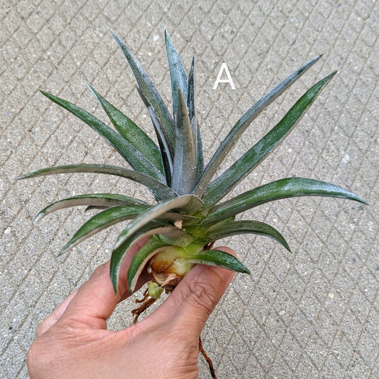 Close-up of a Dyckia 'Nickel Silver' pup with visible roots and sharp, silvery leaves, ready for planting.