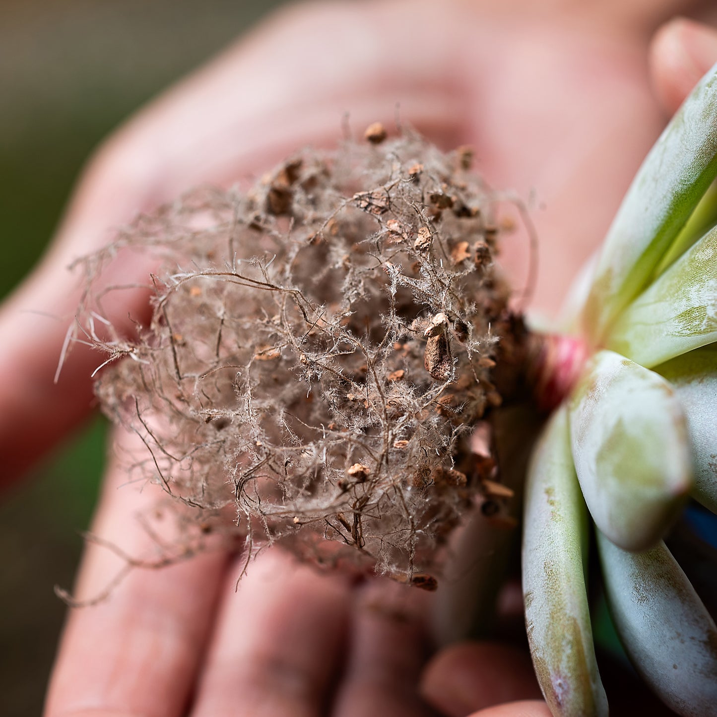 Close-up of a plant with a healthy root system growing in calcined clay soil.