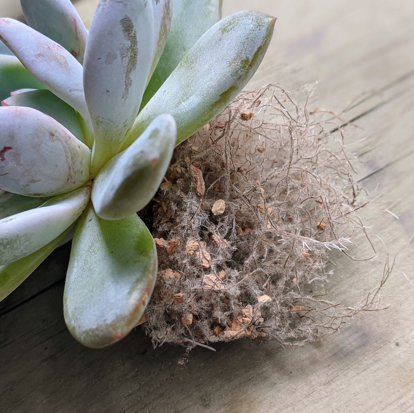 Close-up of a plant with a healthy root system growing in calcined clay soil.