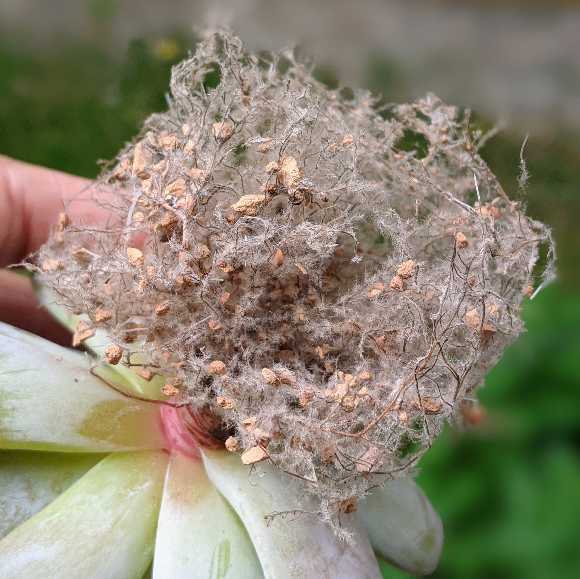 Close-up of a plant with a healthy root system growing in calcined clay soil.