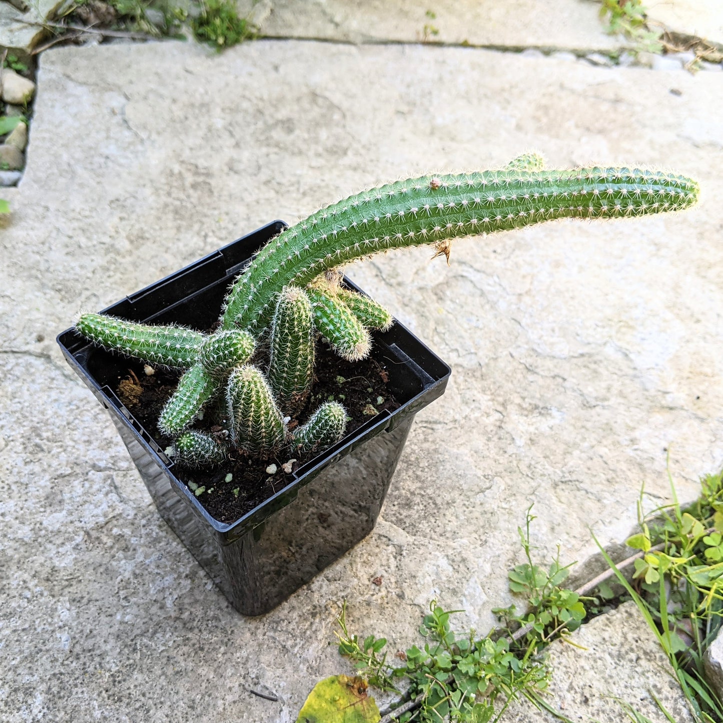 Close-up of Echinopsis ‘Westfield Alba’ cactus in 3.5" pot.