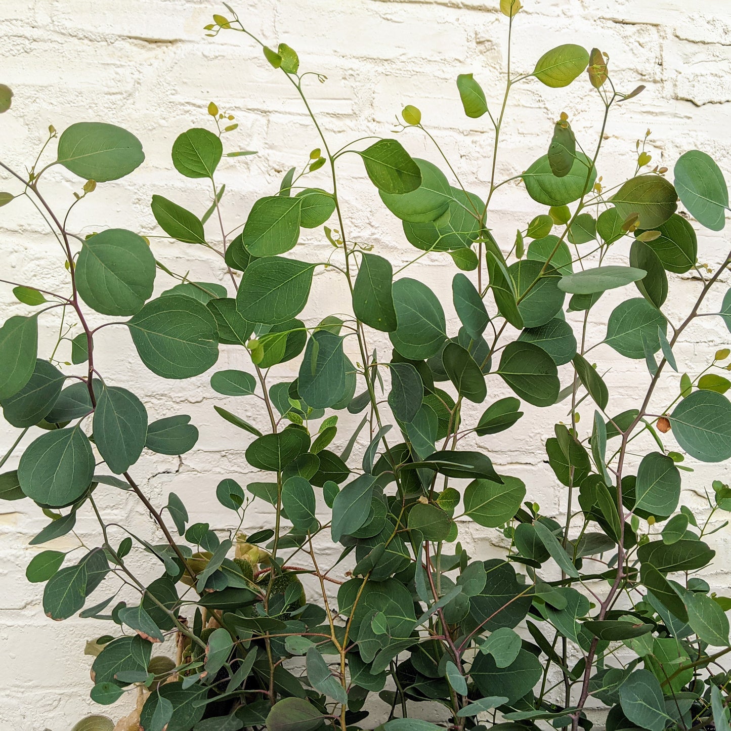 Eucalyptus Red Box - Eucalyptus Polyanthemos