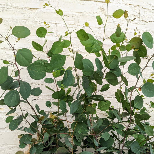 Eucalyptus Red Box - Eucalyptus Polyanthemos