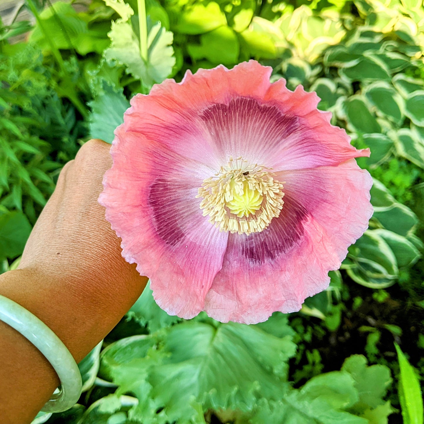 Giganthemum Poppy flower held by a hand with green leaves in the background