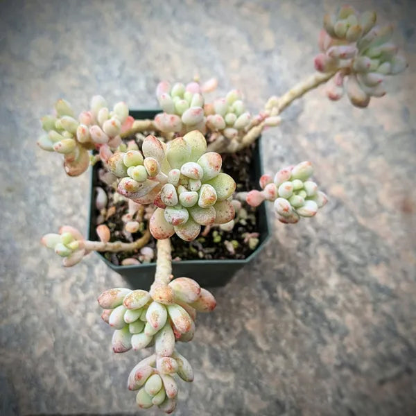 Graptopetalum Microcalyx