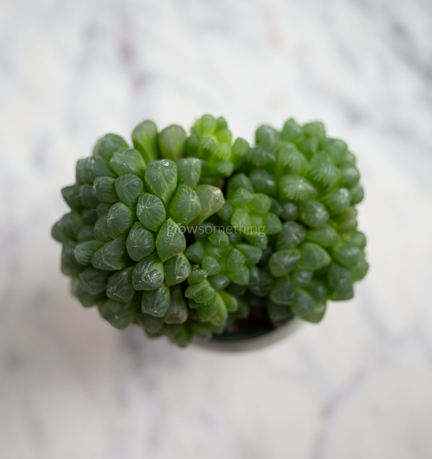 A close up top view of Haworthia Var. Obtusa