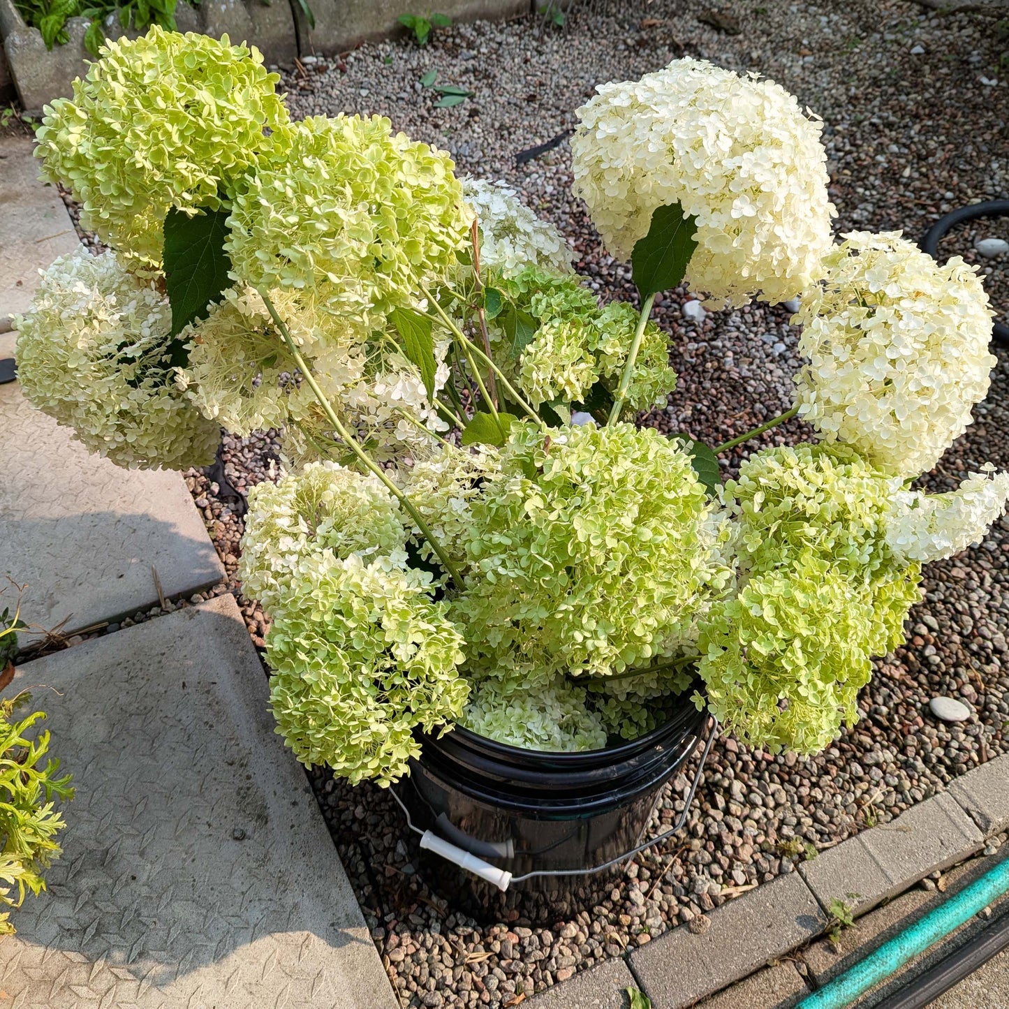 Incrediball Hydrangea