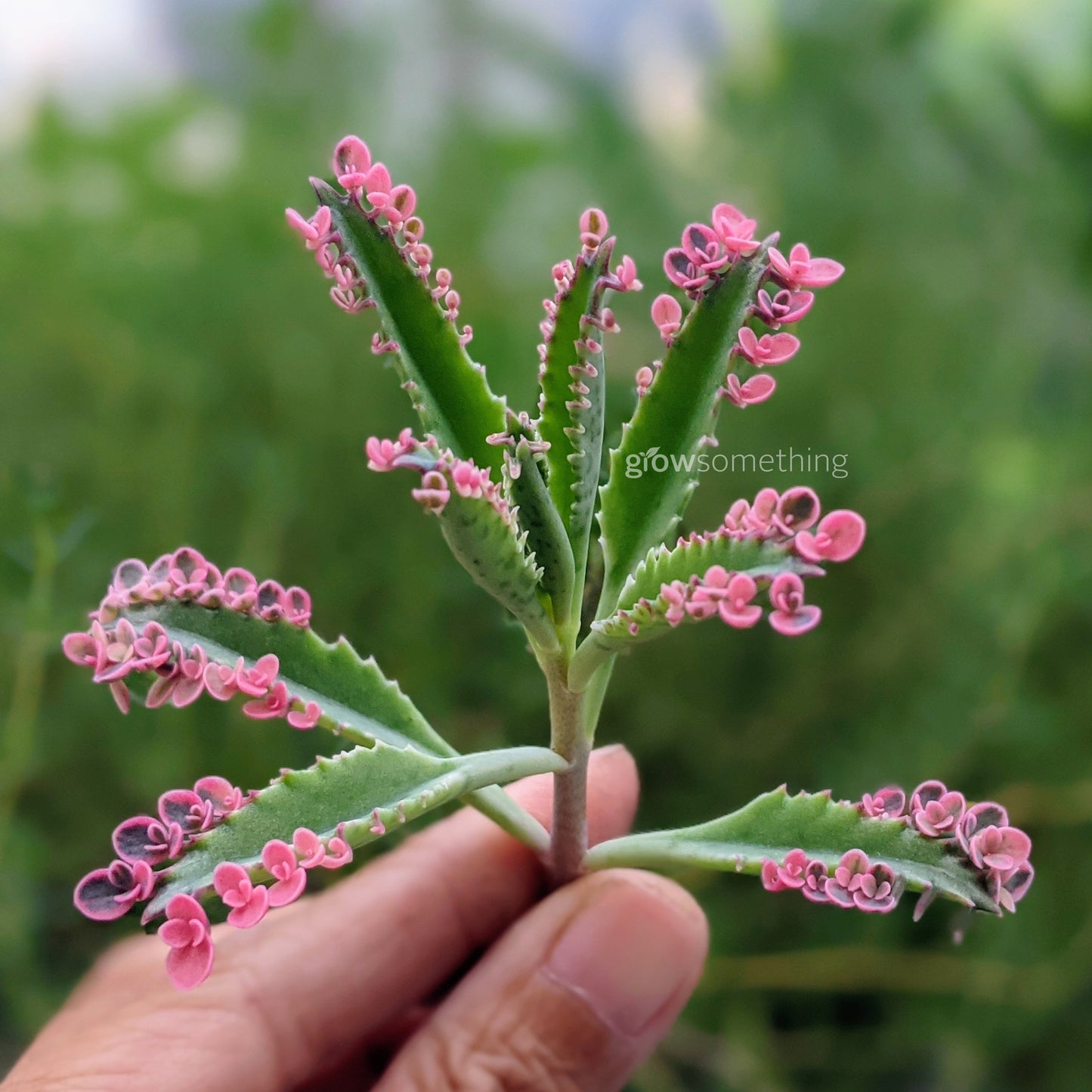 kalanchoe Daigremontiana Pink Butterflies