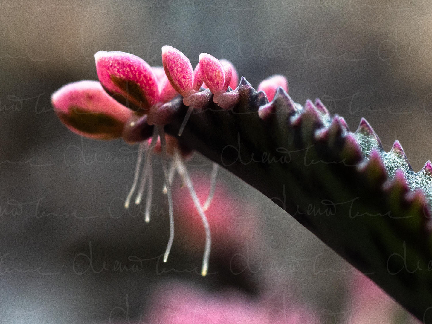Close-up of Kalanchoe daigremontiana ‘Pink Butterflies’ succulent showing fleshy green leaves with pink-tinged butterfly-shaped plantlets along the edges, each with tiny roots emerging.