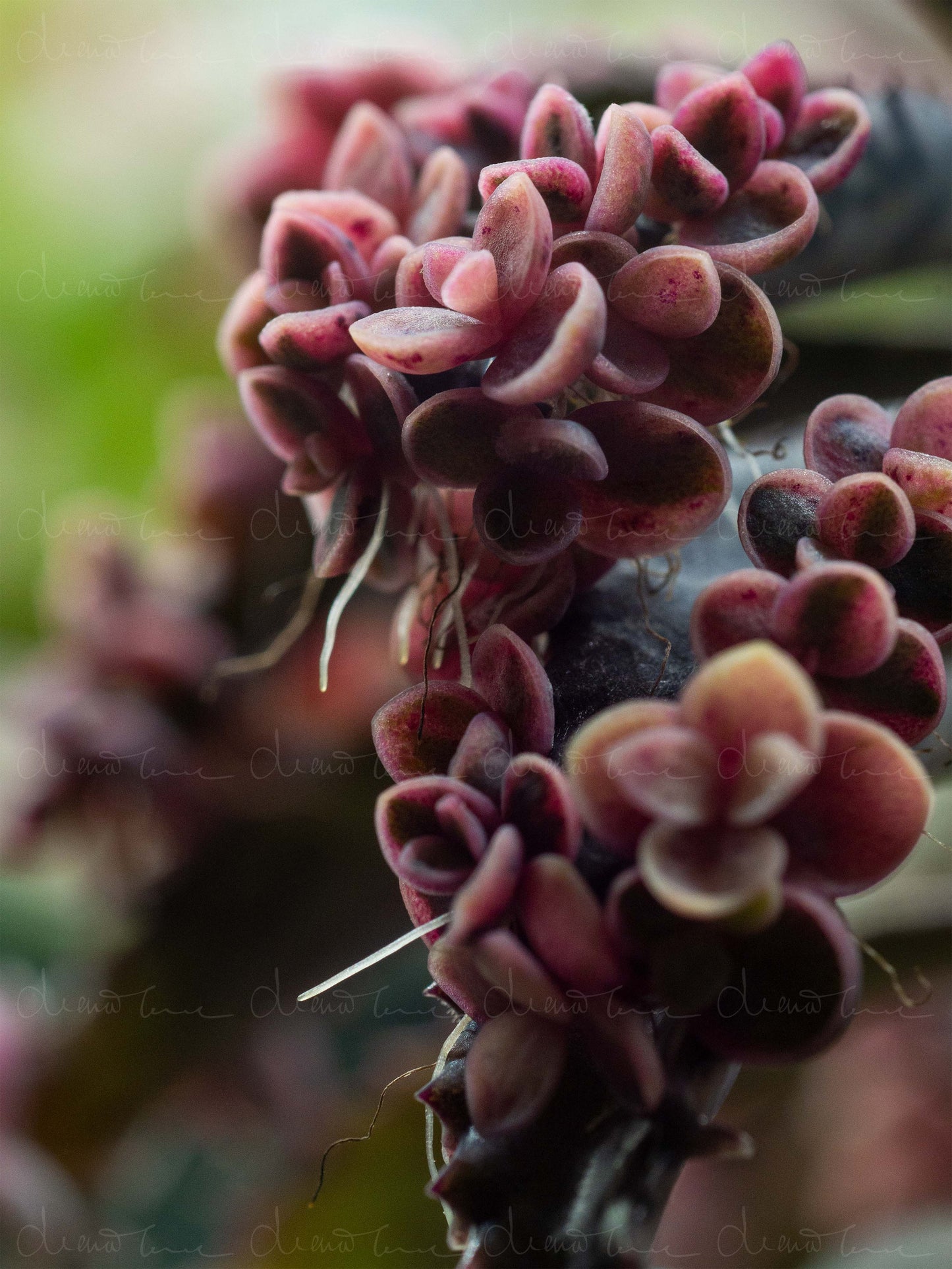 Close-up of Kalanchoe daigremontiana ‘Pink Butterflies’ succulent showing fleshy green leaves with pink-tinged butterfly-shaped plantlets along the edges, each with tiny roots emerging.