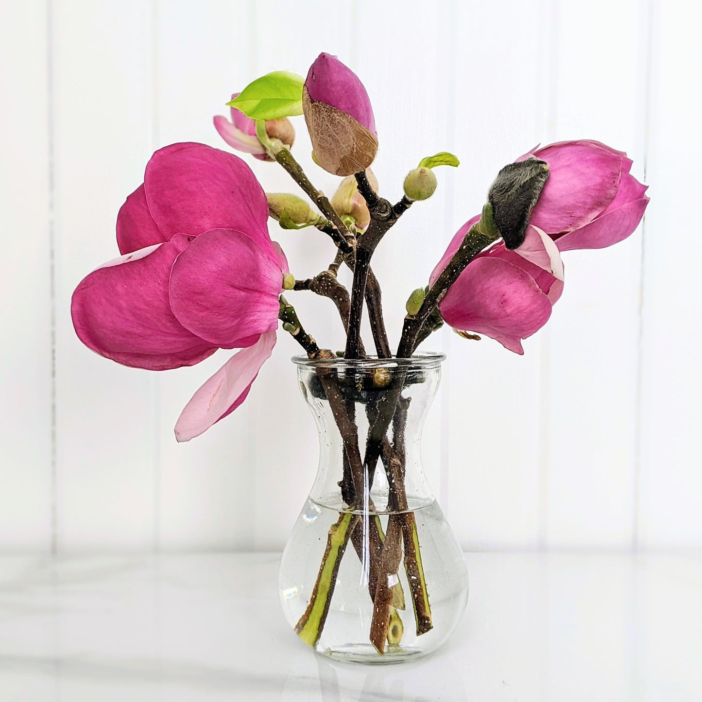 Close-up of a Saucer Magnolia arrangement in a glass vase with six flowering branches and pink blooms.