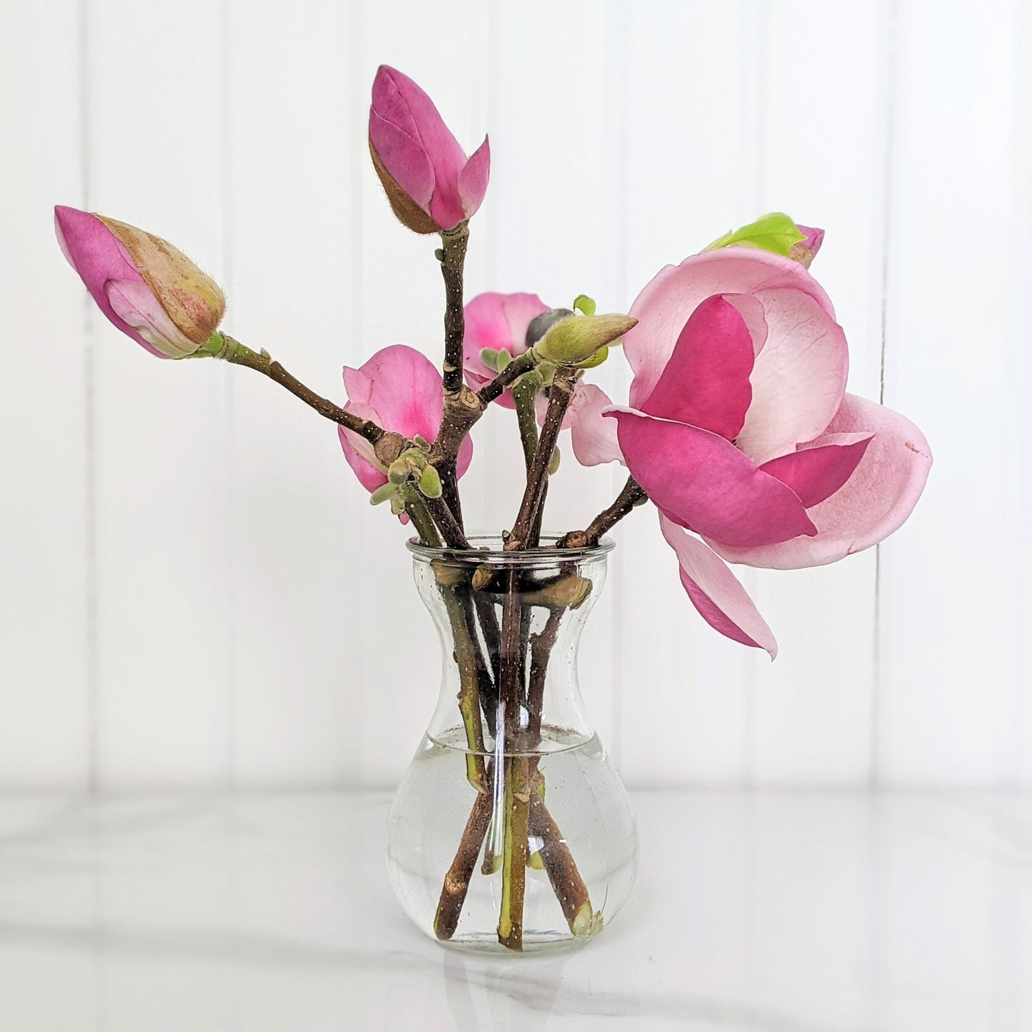 Close-up of a Saucer Magnolia arrangement in a glass vase with six flowering branches and pink blooms.