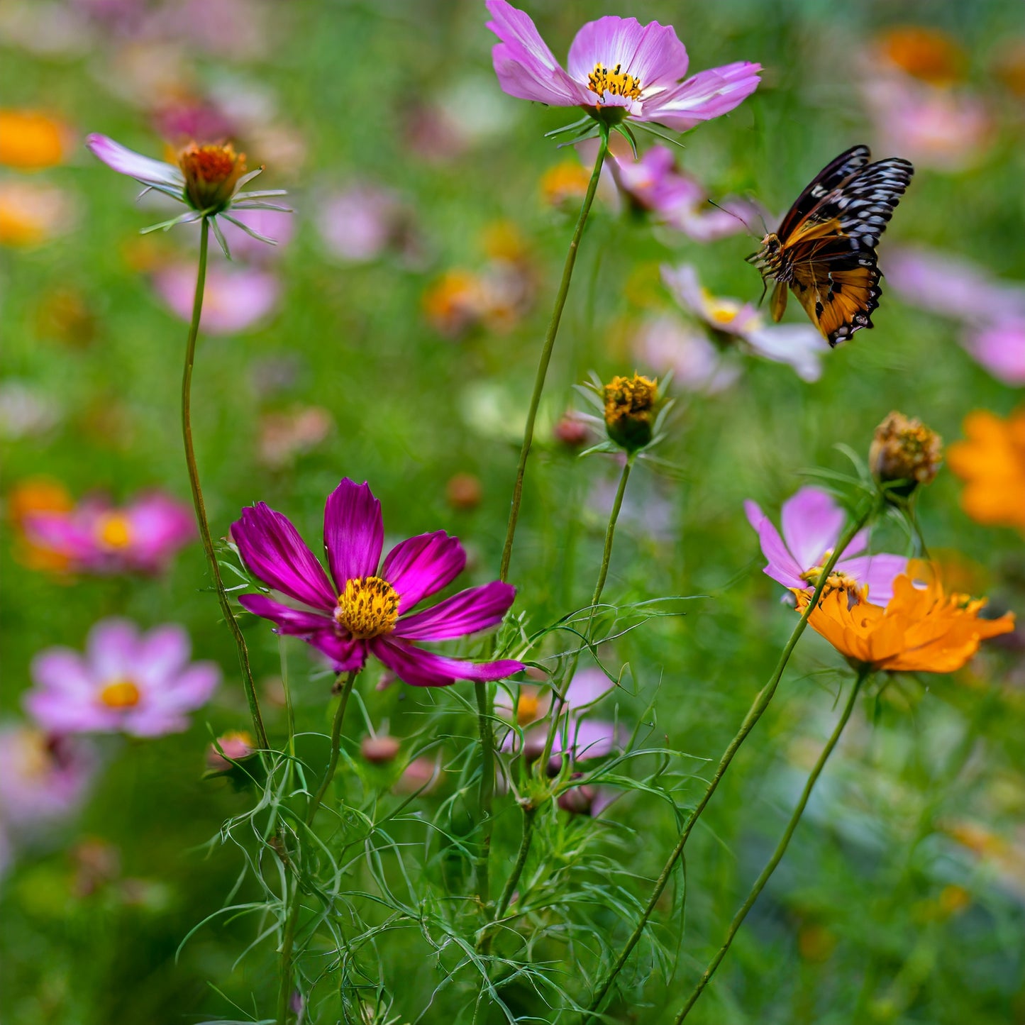 Cosmos - Mix Colours