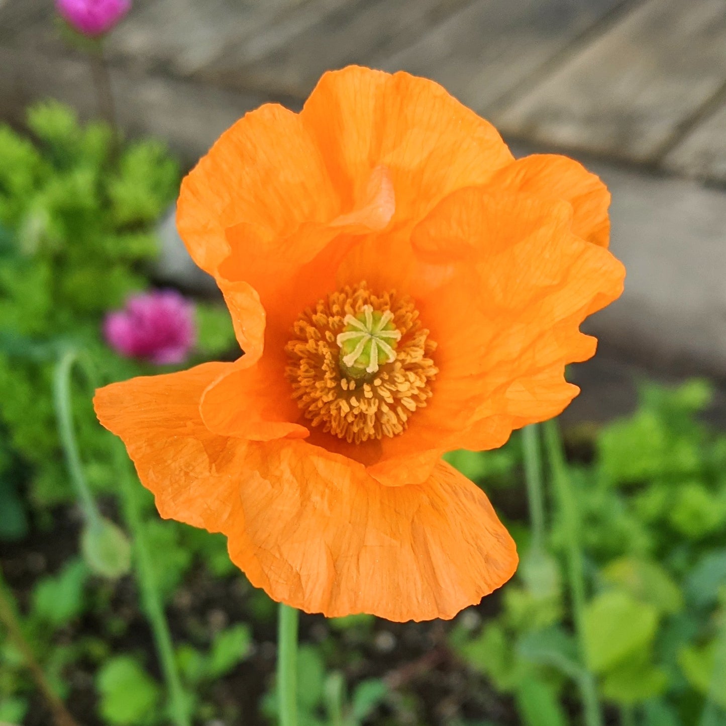 Close up of an Orange poppy flower.