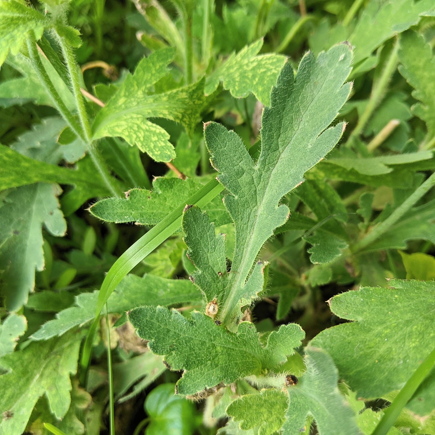 Close up of an Orange poppy leaves.