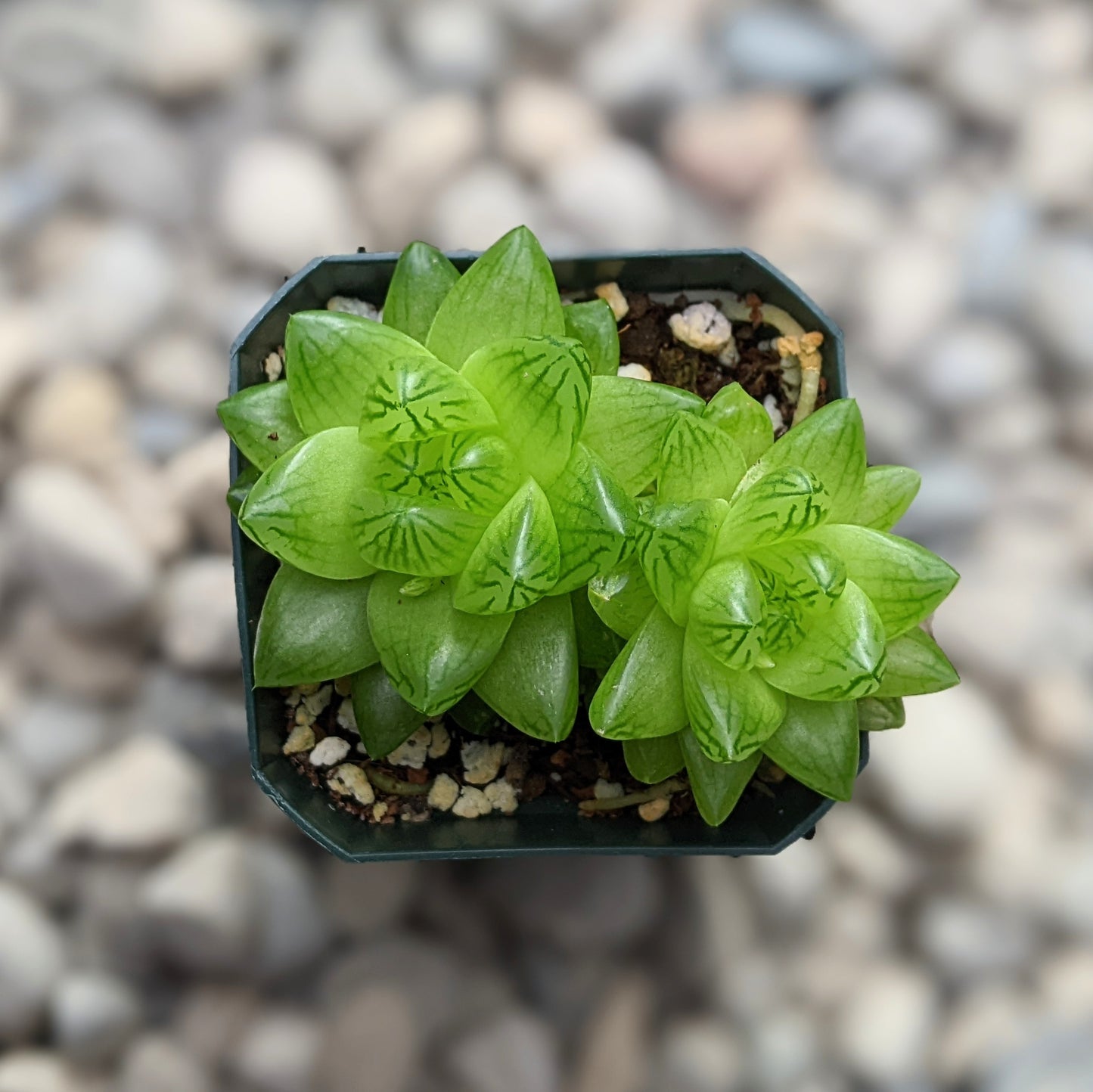 Haworthia Species 01
