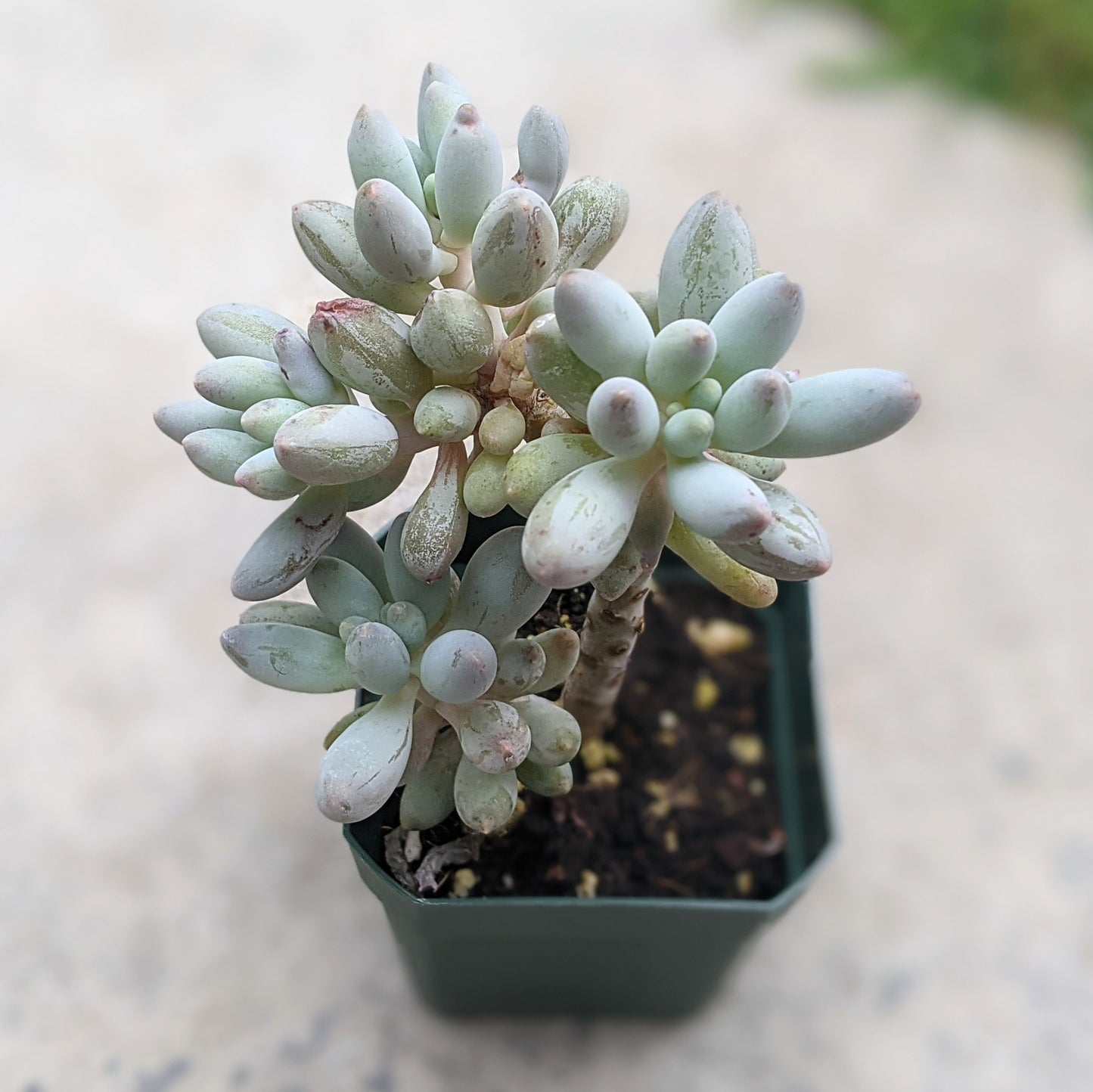 Pachyphytum Machucae aka Baby Fingers