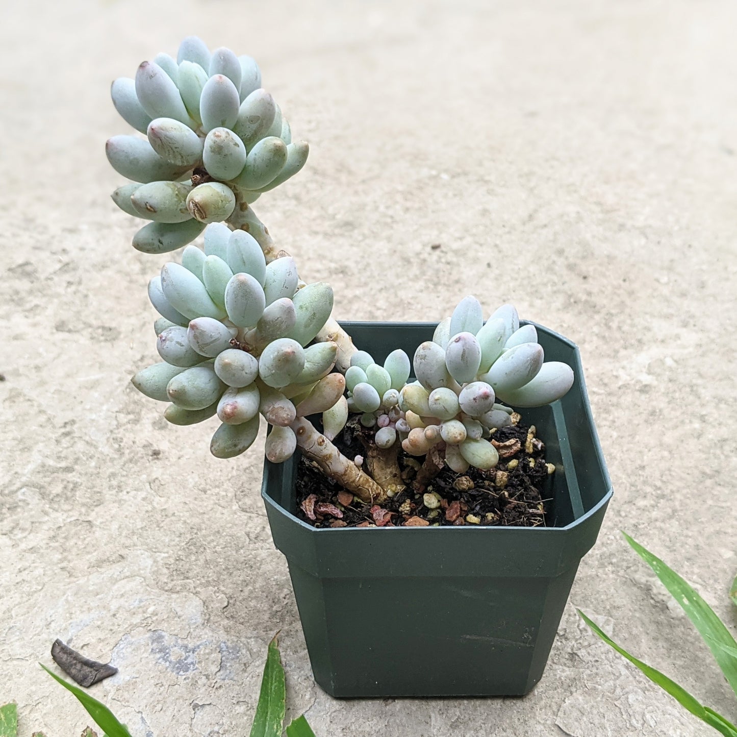 Pachyphytum Machucae aka Baby Fingers