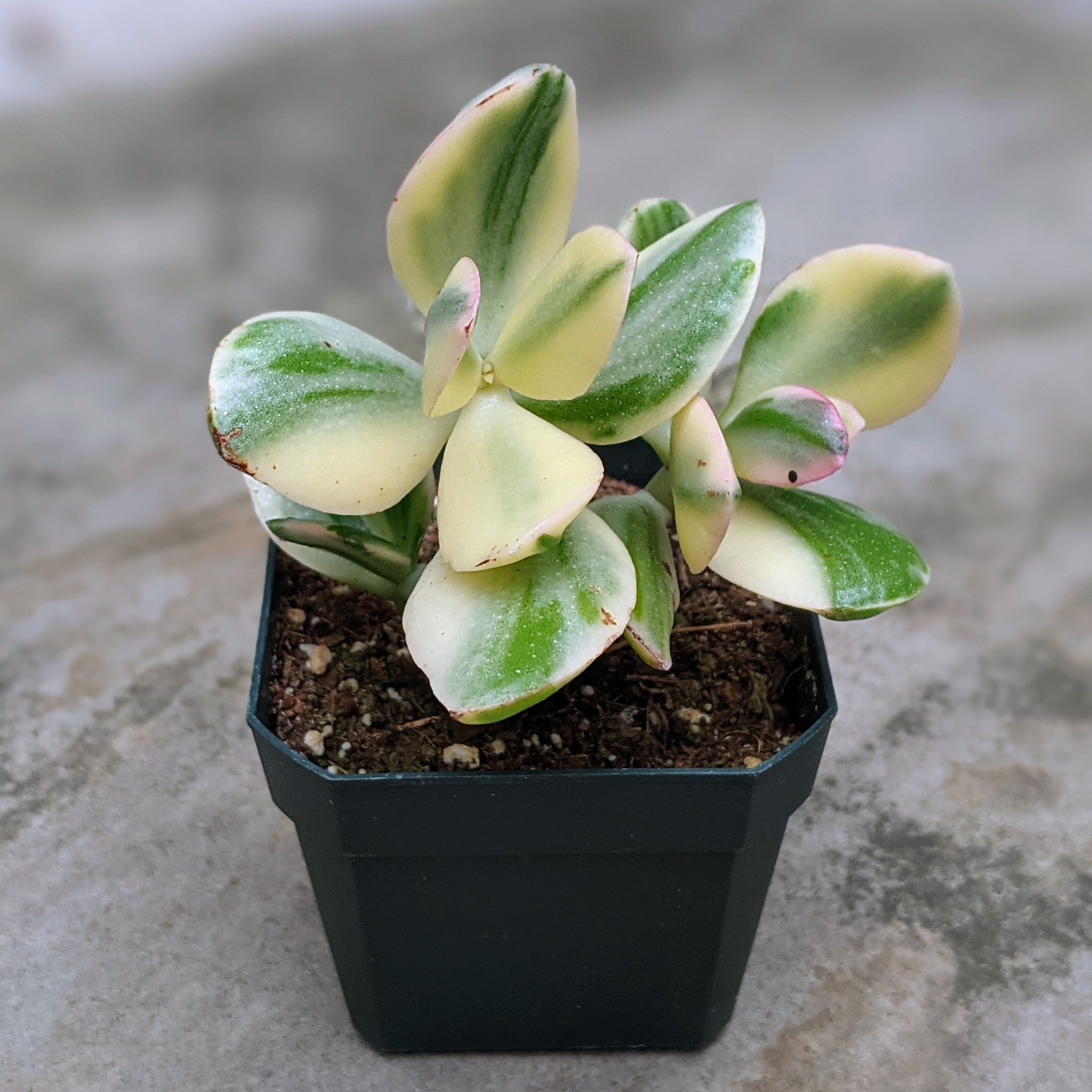 jade plant variegated Crassula 'Tri-Colour' – Variegated Jade Plant with Pink, Green & Cream Leaves – Grow Something