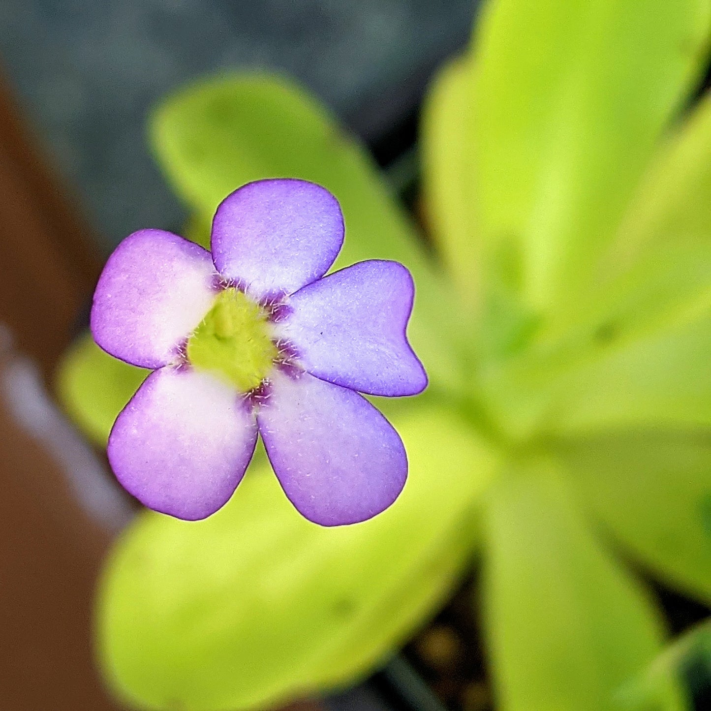 Pinguicula Agnata