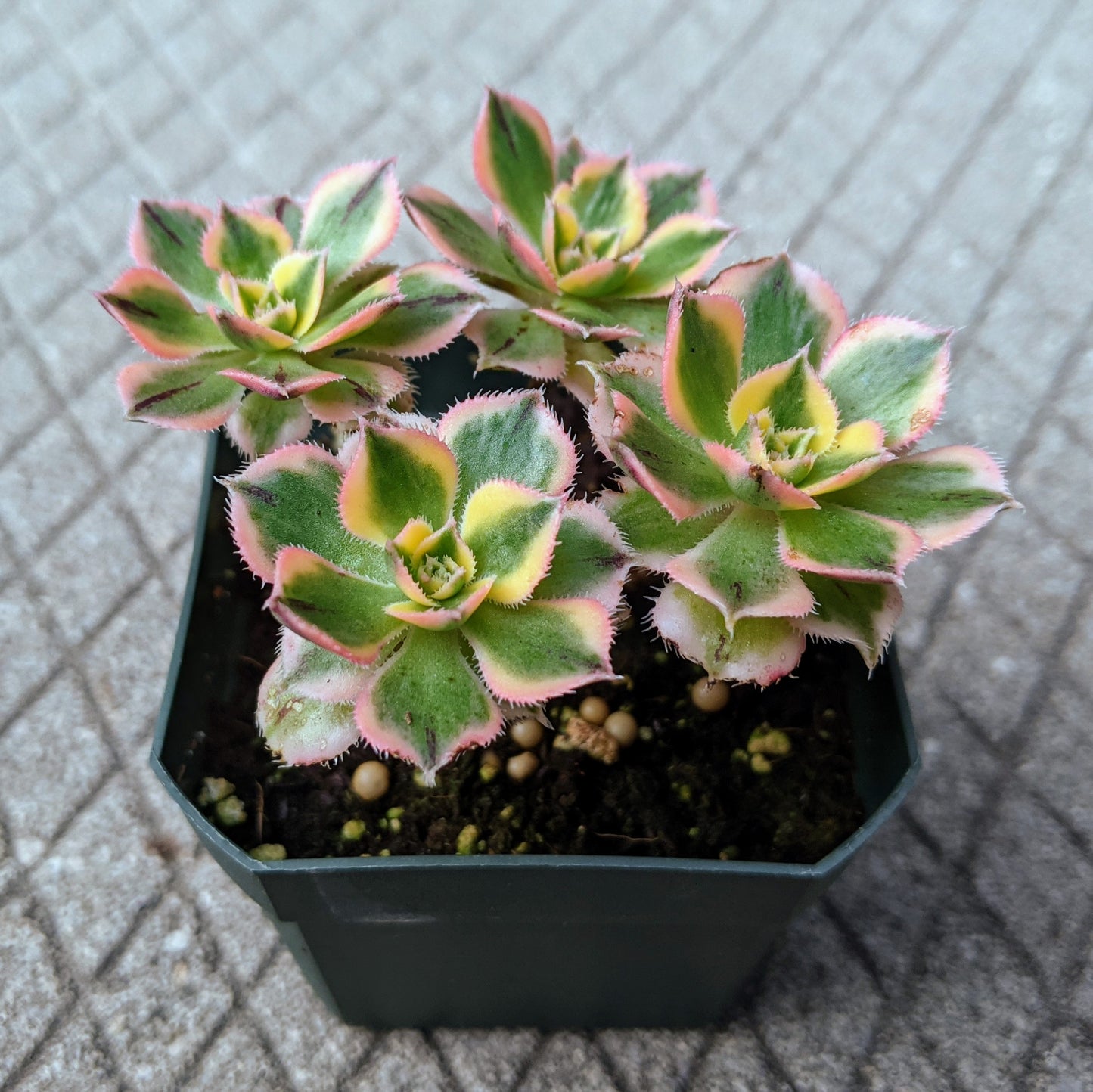 Close-up of multiple Aeonium Sunburst succulent rosettes, showcasing their vibrant green and yellow variegated leaves with pink edges, emphasizing their unique patterns and texture.