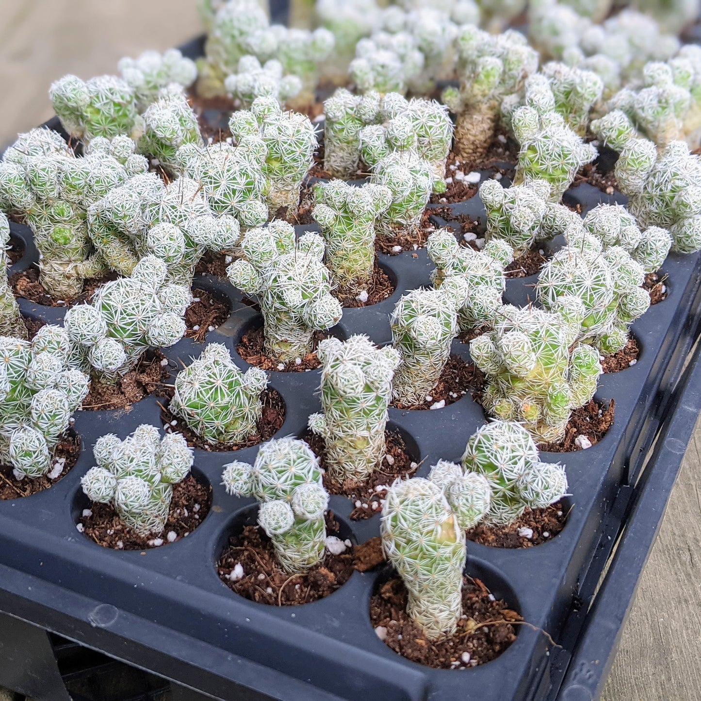 In-House Plug - Mammillaria Gracilis Fragilis “Thimble Cactus”