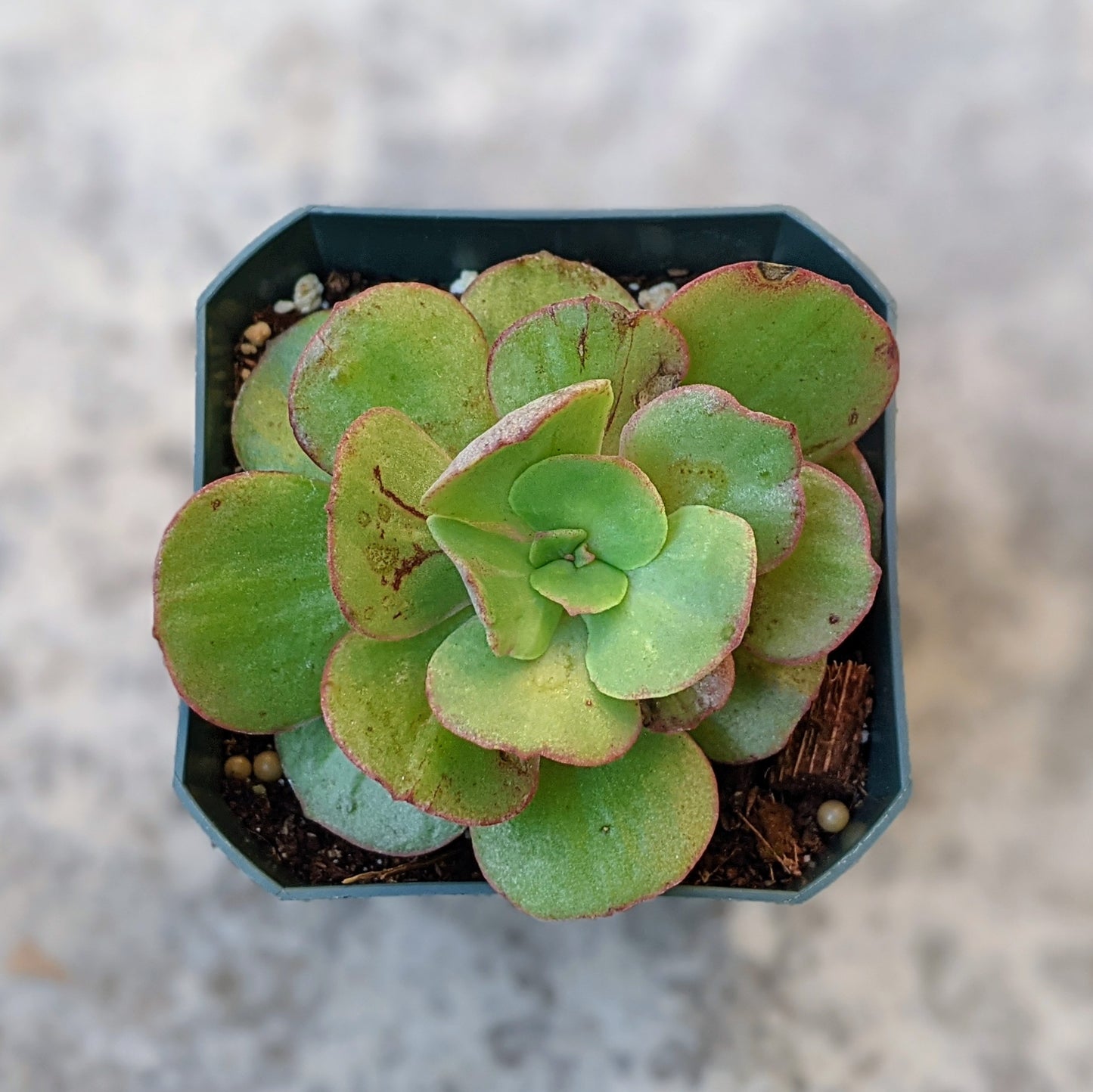 Echeveria Suyeon