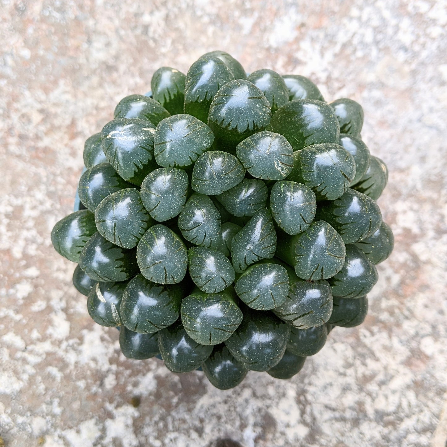 Haworthia Cooperi Sp.
