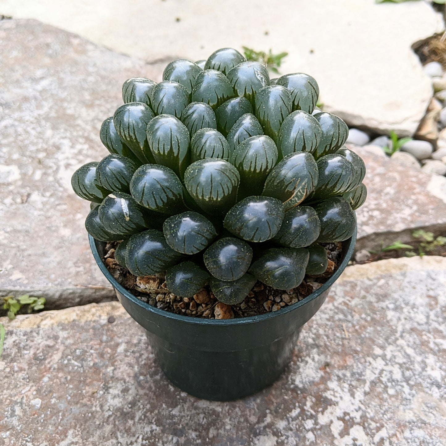 Haworthia Cooperi Sp.