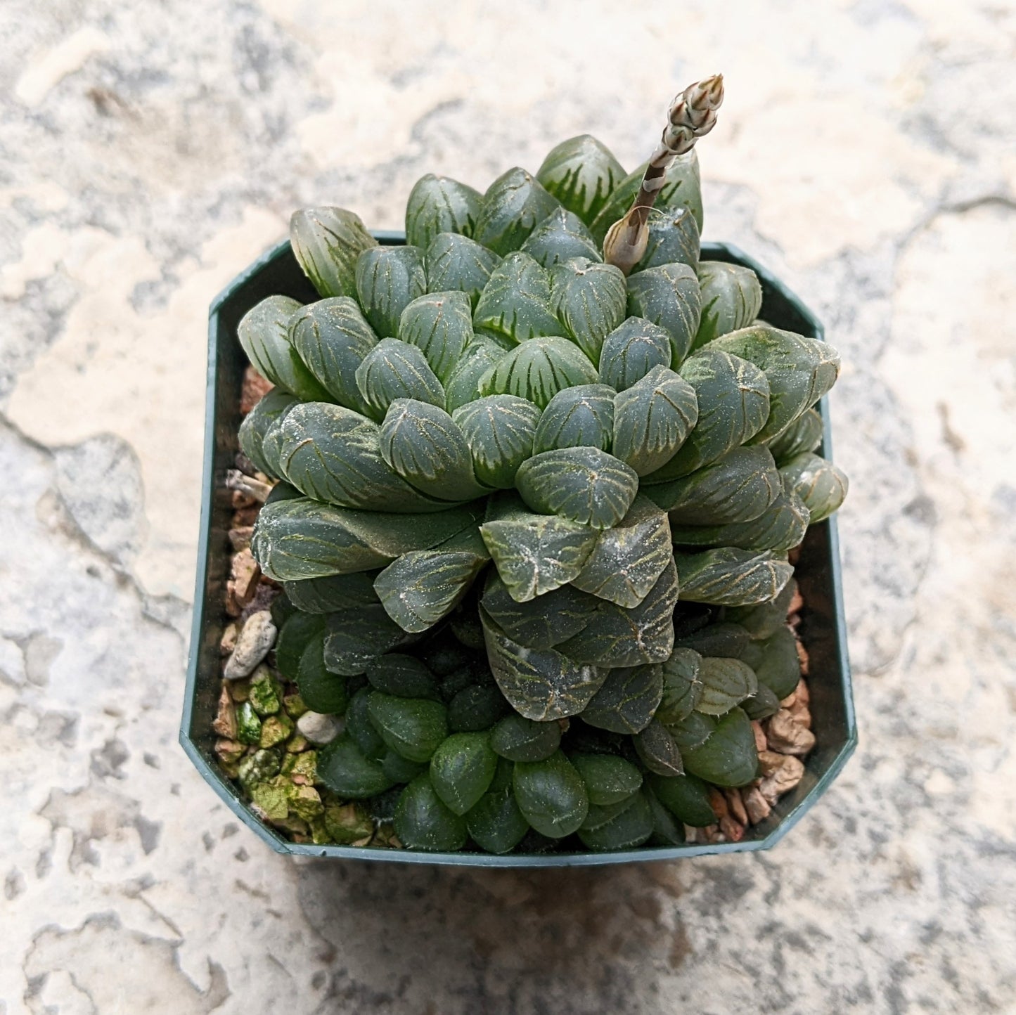 Haworthia Var. Obtusa