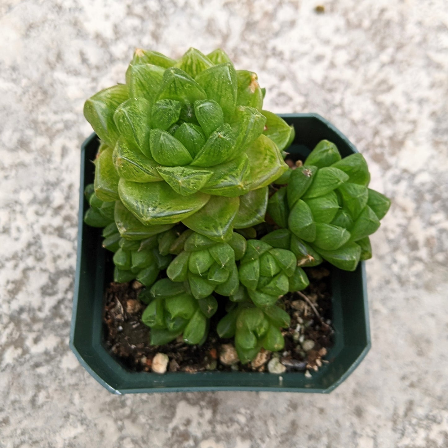 Haworthia Cymbiformis var. Obtusa