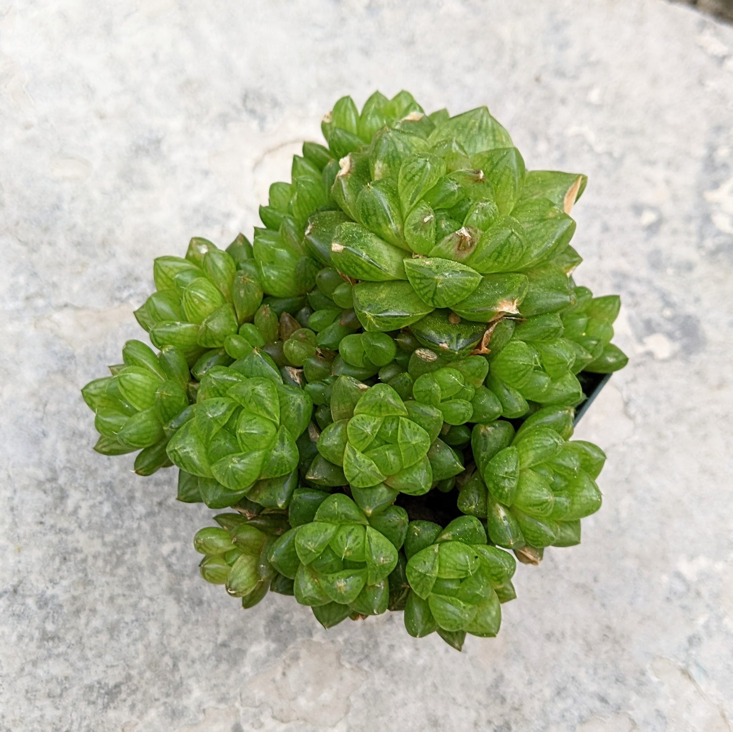 Haworthia Cymbiformis var. Obtusa