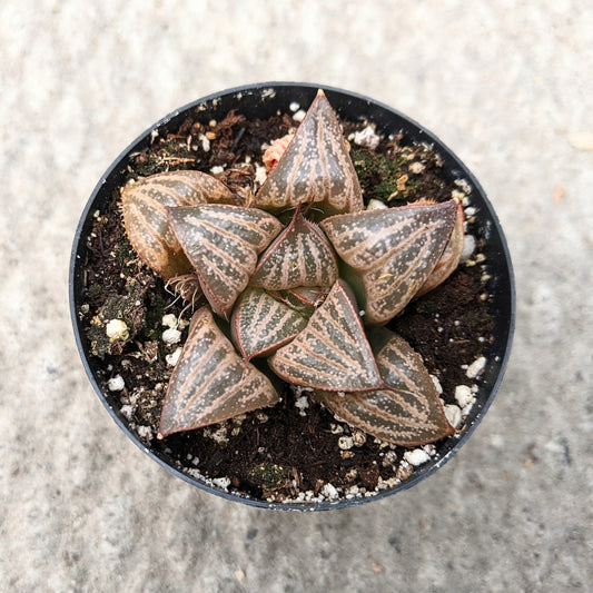 Haworthia Splendens