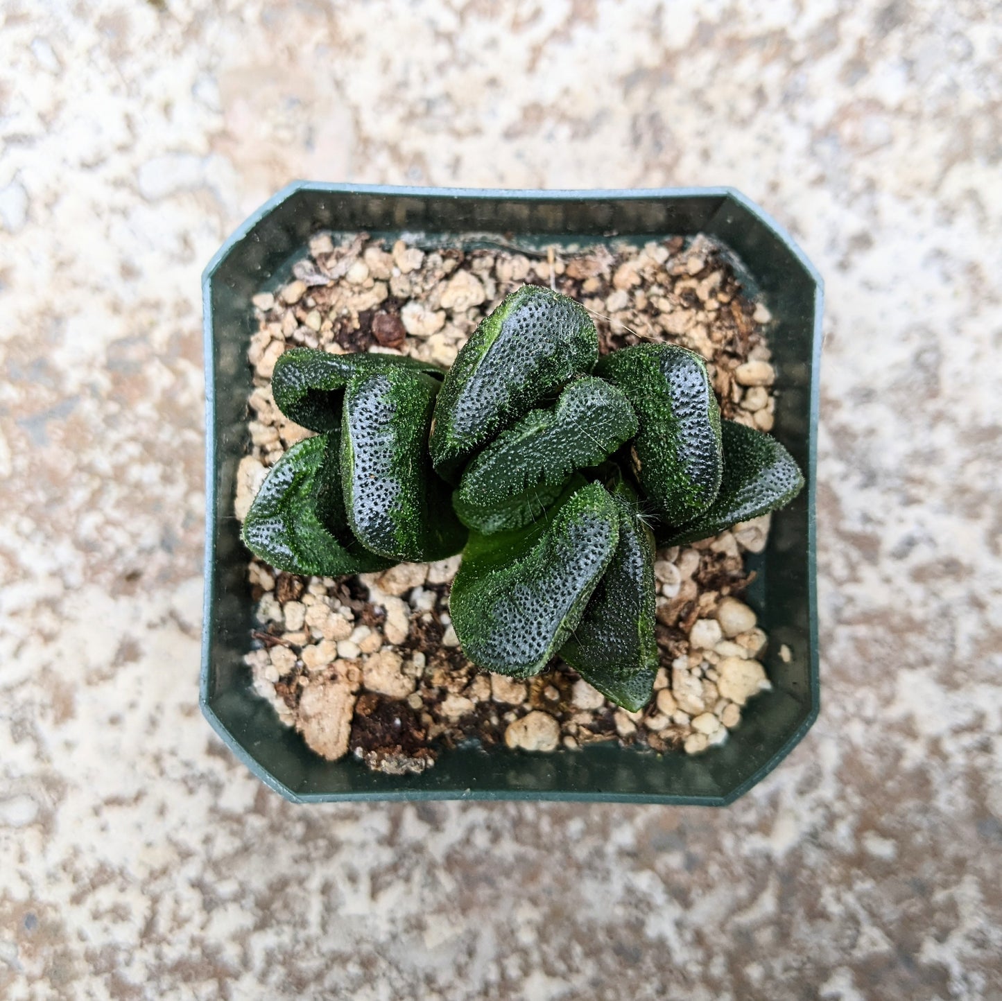 Haworthia Truncata x Maughanii