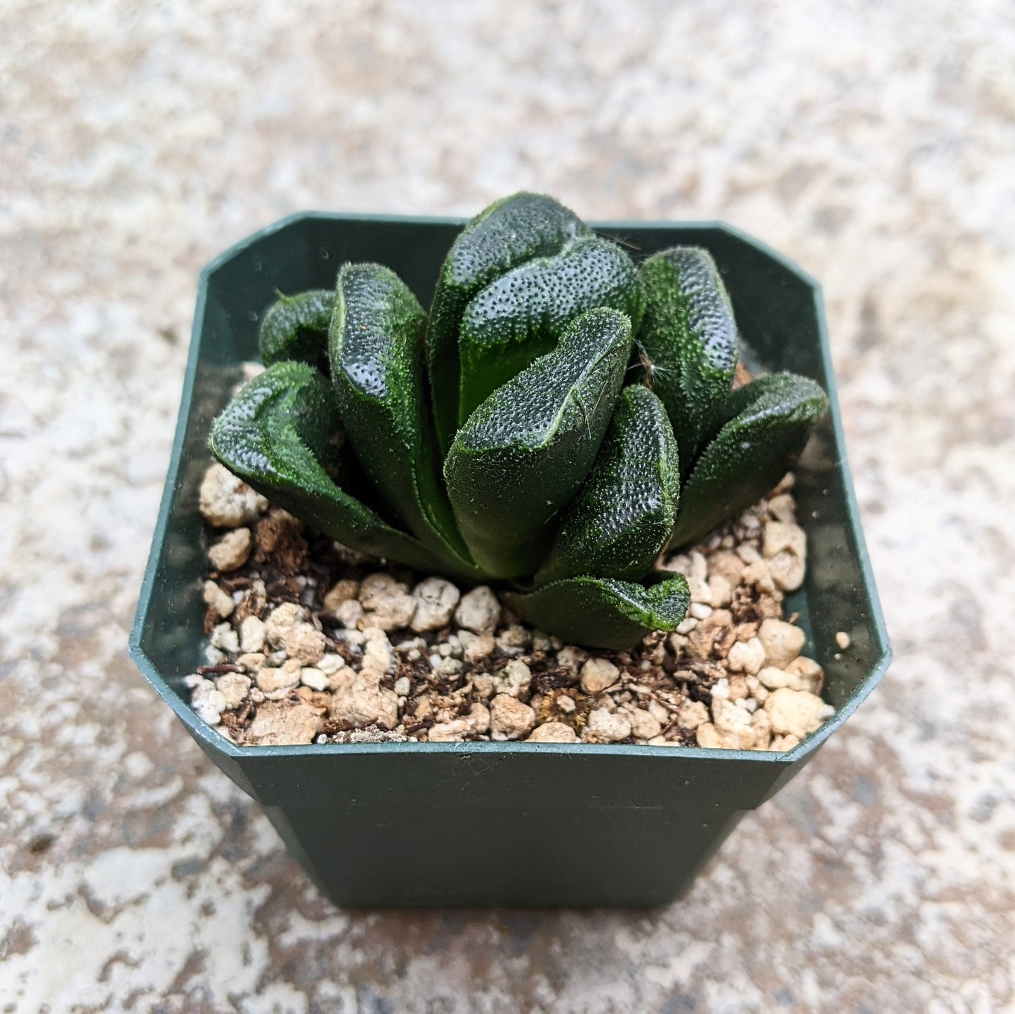 Haworthia Truncata x Maughanii