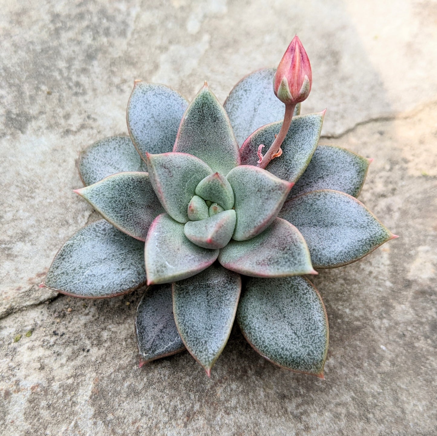 Echeveria Species 01