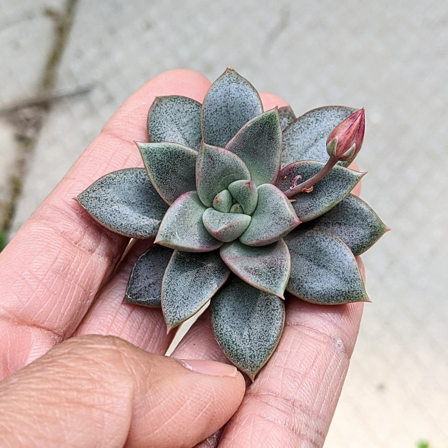Echeveria Species 01