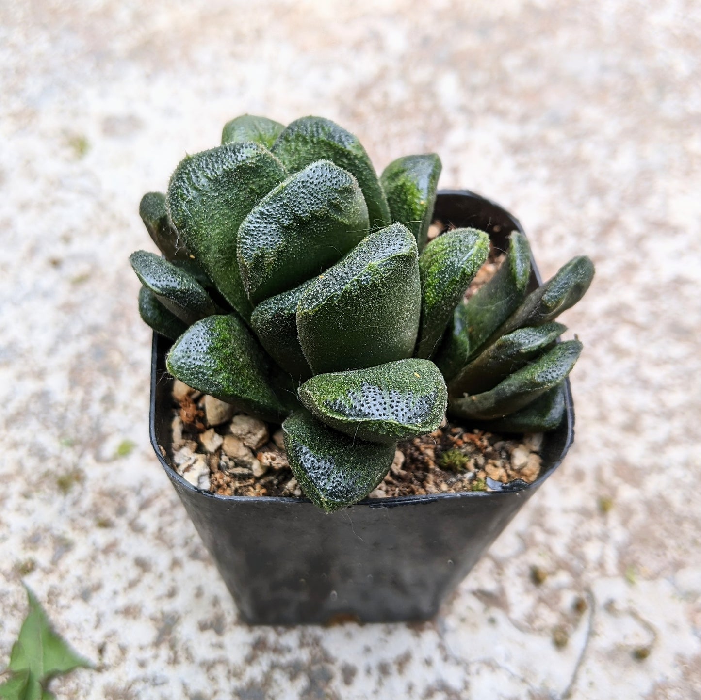 Haworthia Truncata x Maughanii