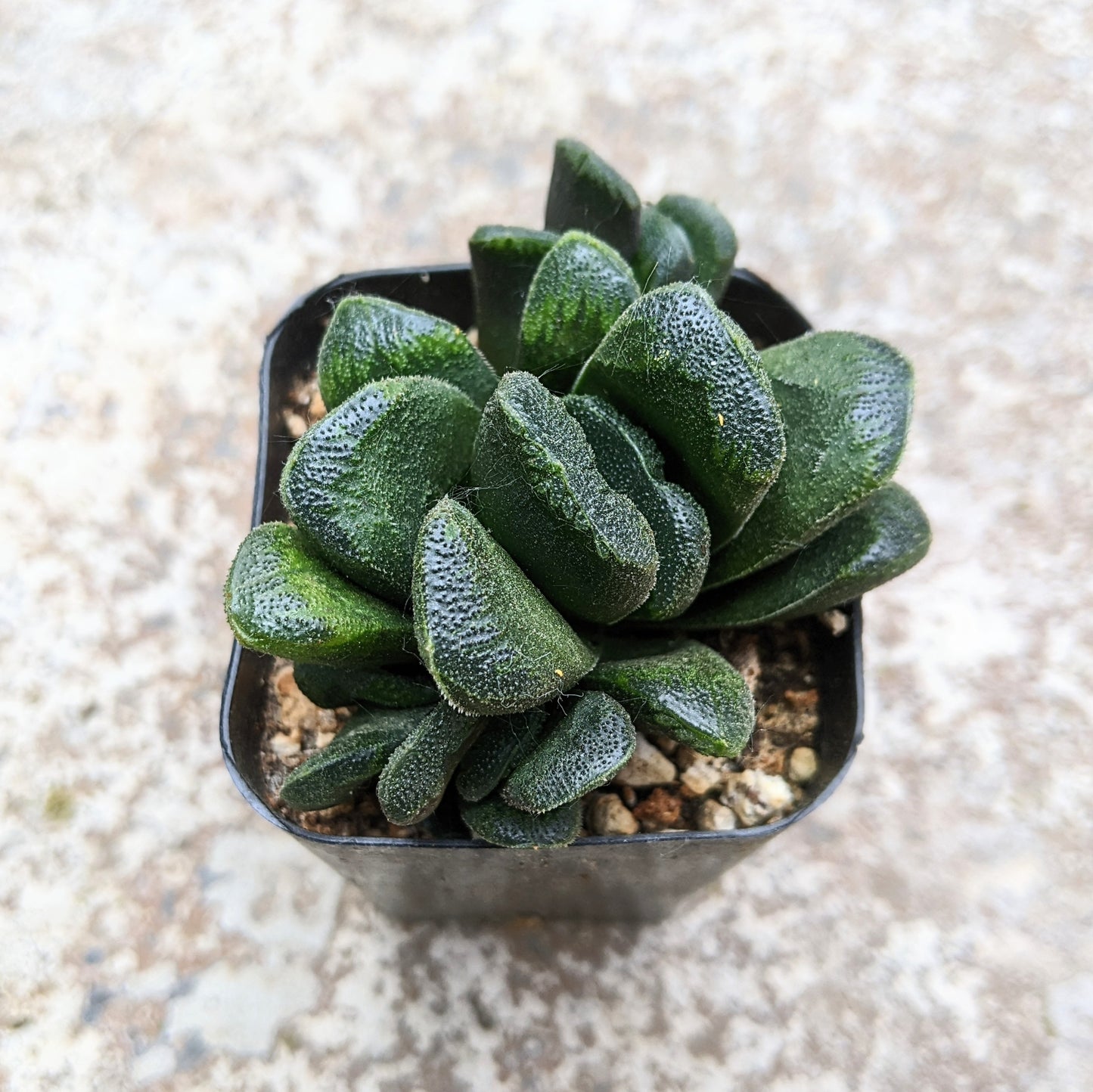 Haworthia Truncata x Maughanii